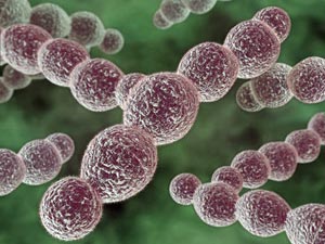 Streptococcus Pyogenes therapy